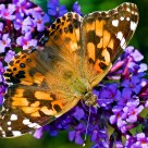 Painted Lady